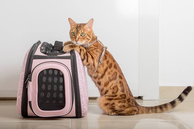Safe Travel With Pet Carriers Guide