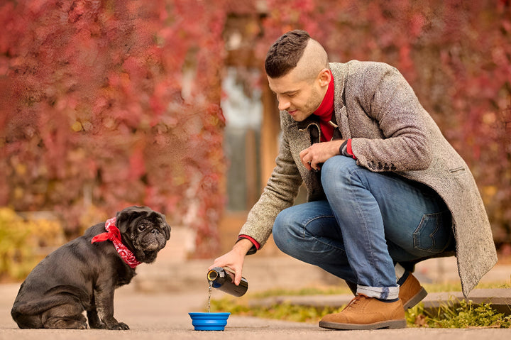 Best Pet Feeding Supplies Explained
